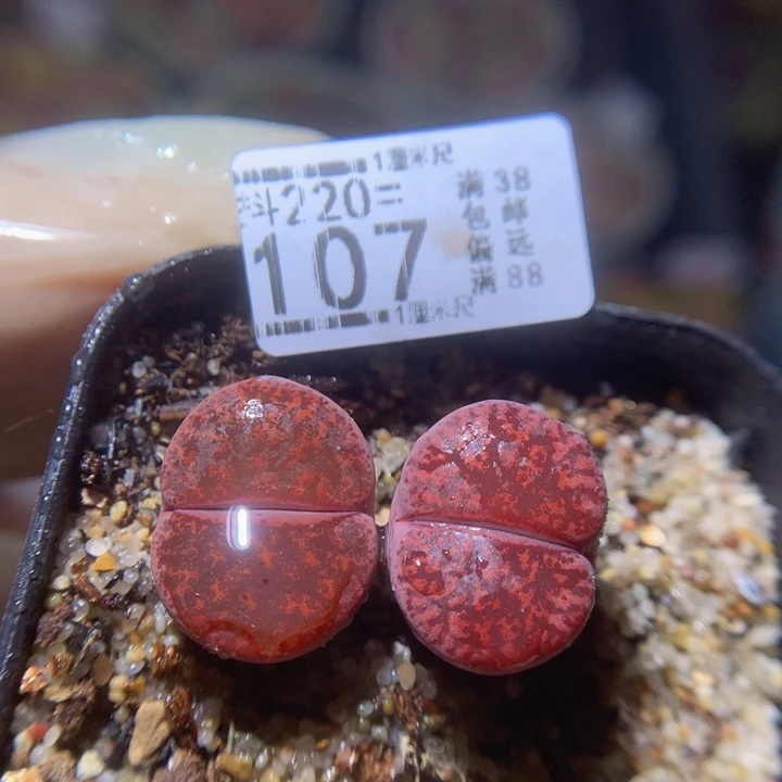 精品生石花220.107