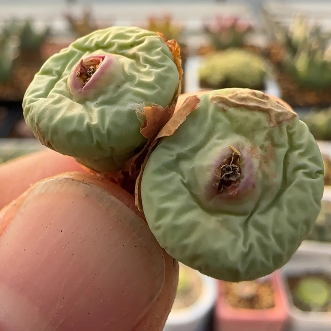 多肉双头大型嘟嘟嘴50链接