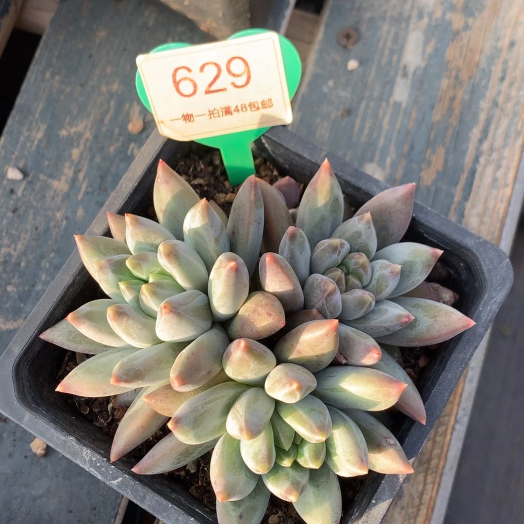 重楼老桩无砍平头629