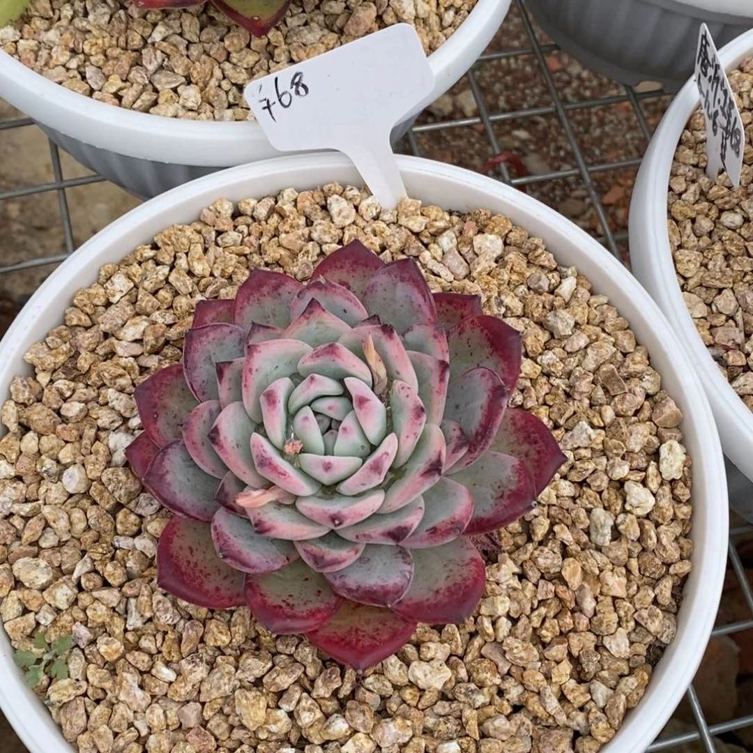 花****熊祖母绿B-25.2.8