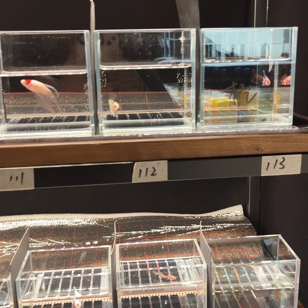 橙***橙海水鱼宙斯斗鱼竞拍11-18