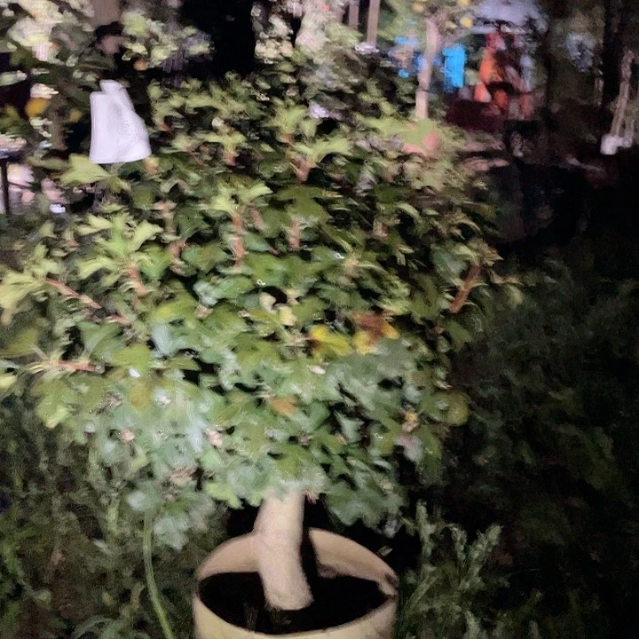 一物一拍山楂柿子
