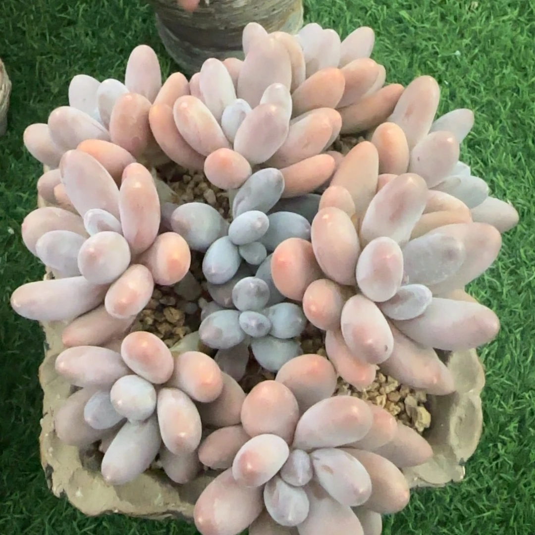 多肉植物一物一拍