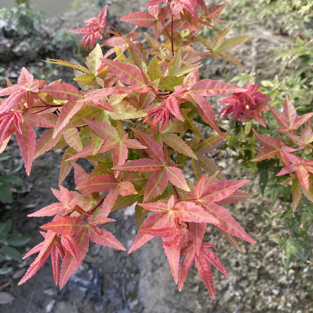 红枫树盆栽好养易活适合庭院露台种植红色叶子植物