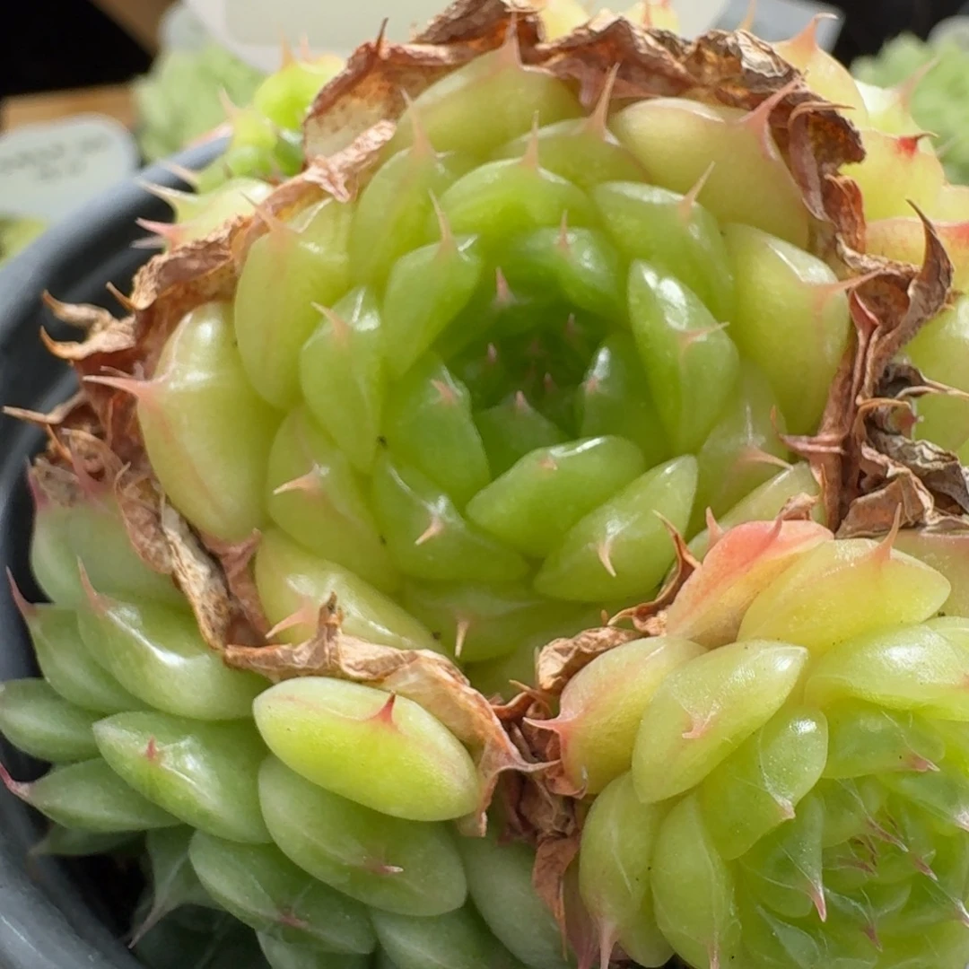 逆*逆0604-10-玉如意群生