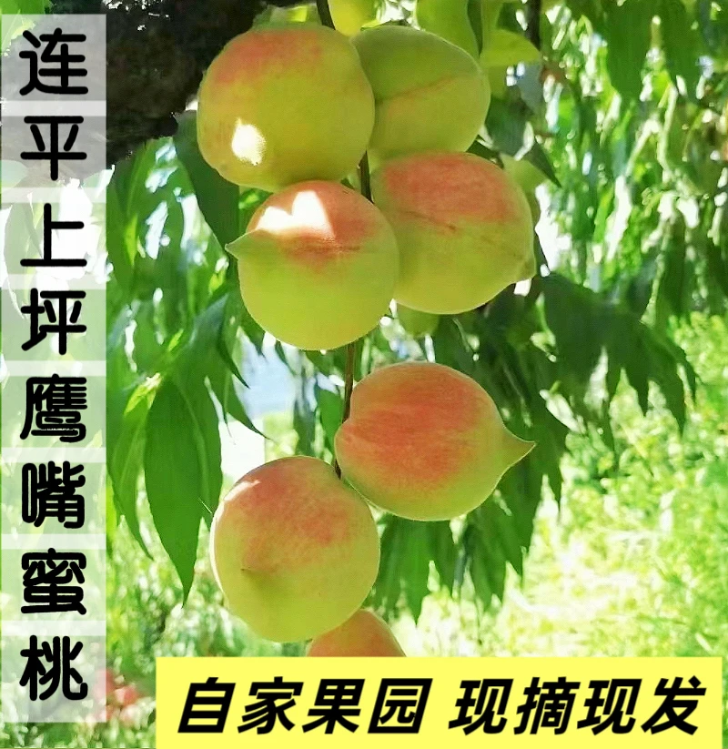 广东连平上坪鹰嘴蜜桃脆甜多汁自家果园现摘现发省内包邮
