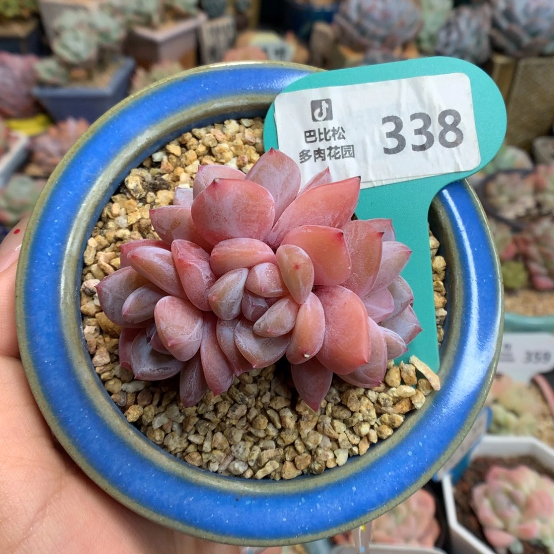 338四头梦露多肉植物