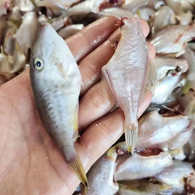 【顺丰包邮】三去新鲜小剥皮鱼扒皮鱼马面鱼免处理6盒3斤装