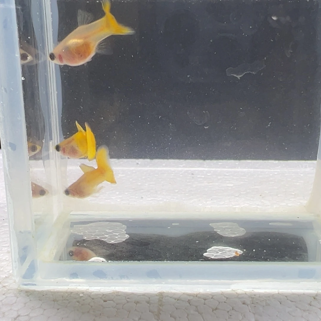 海水黄金玻璃猫3条，满30包