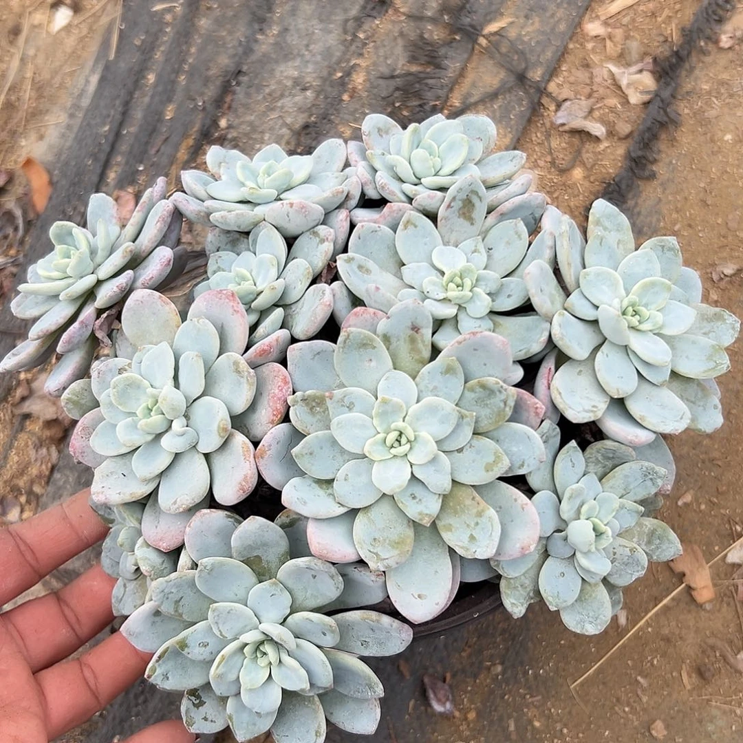 多肉植物多肉植物