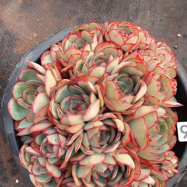 970牡丹亭一物一拍多肉