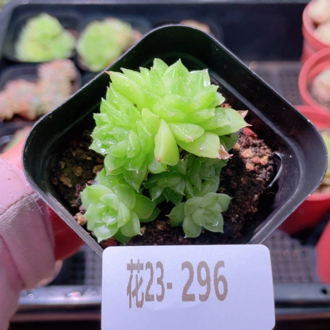 花利美23-296麦秆