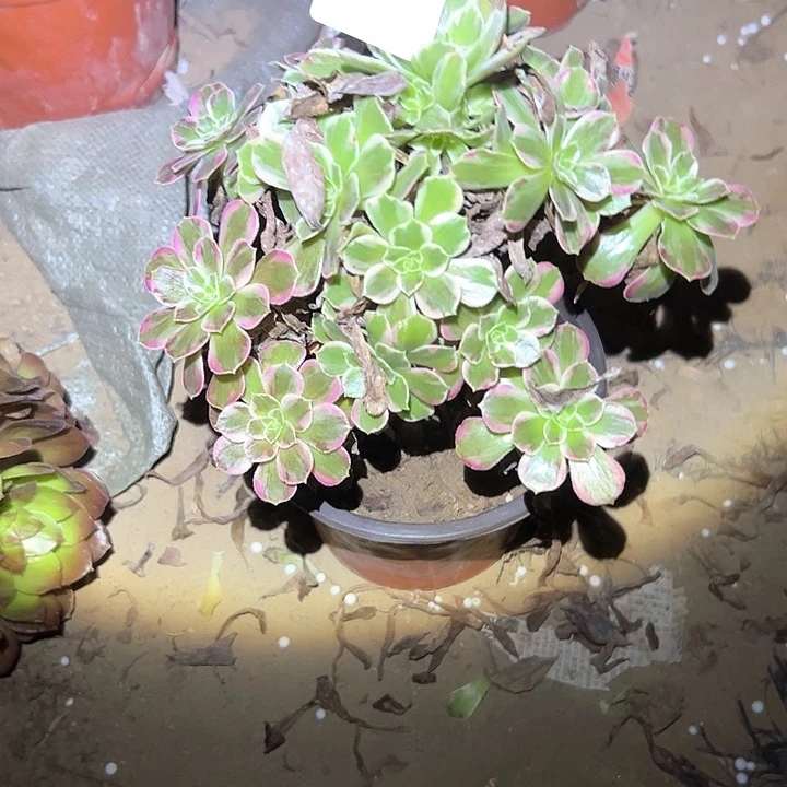 16包邮不售后法师117