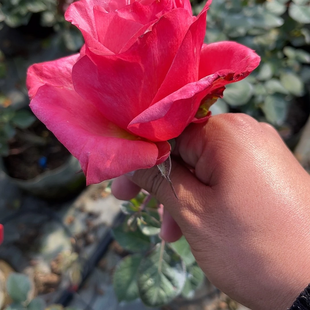无花朵——-测试148 福利款