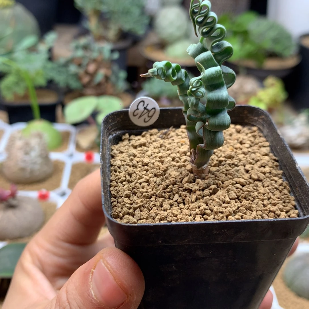 海带弹簧草母本带盆