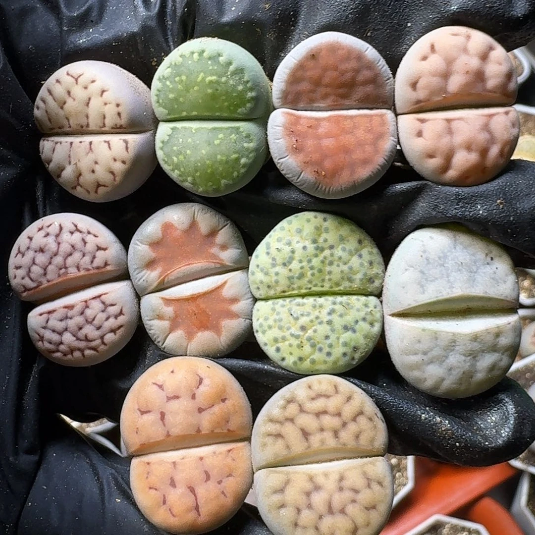 生石花11111。   133
