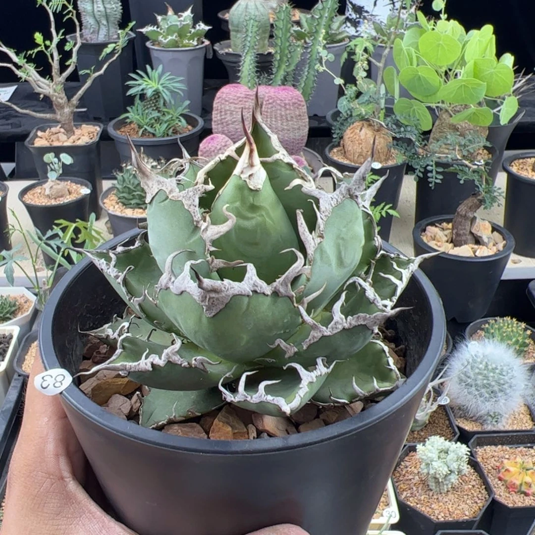 凯撒龙舌兰一物一拍脱土发