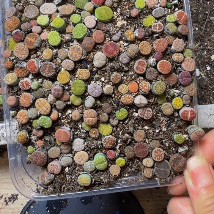 ****多肉植物的生长发育36