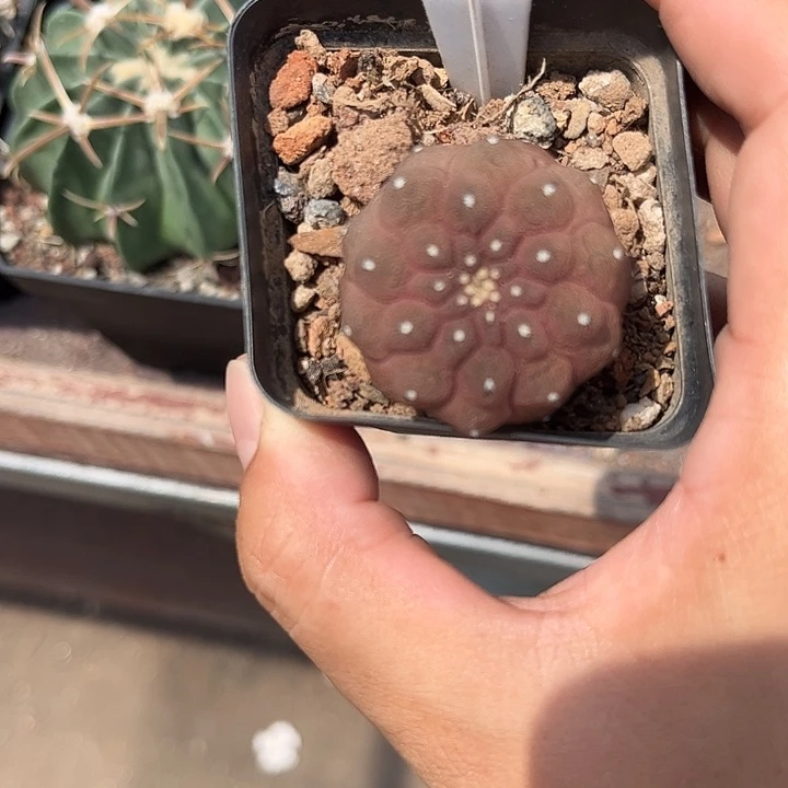 慕***糕659实生好养皮实好活