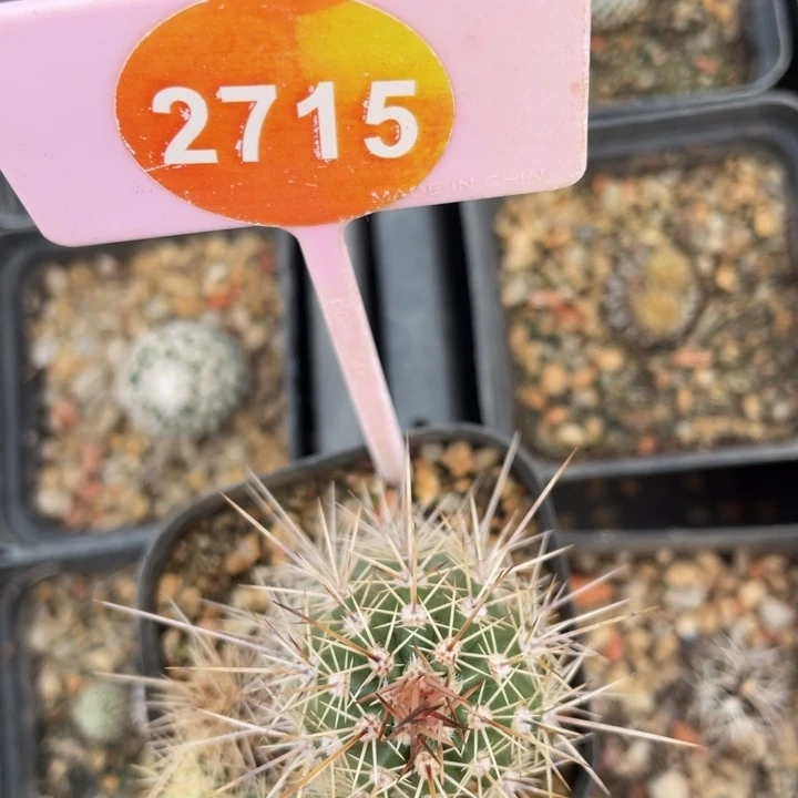 楠***楠实生狂刺虾群有疤2715