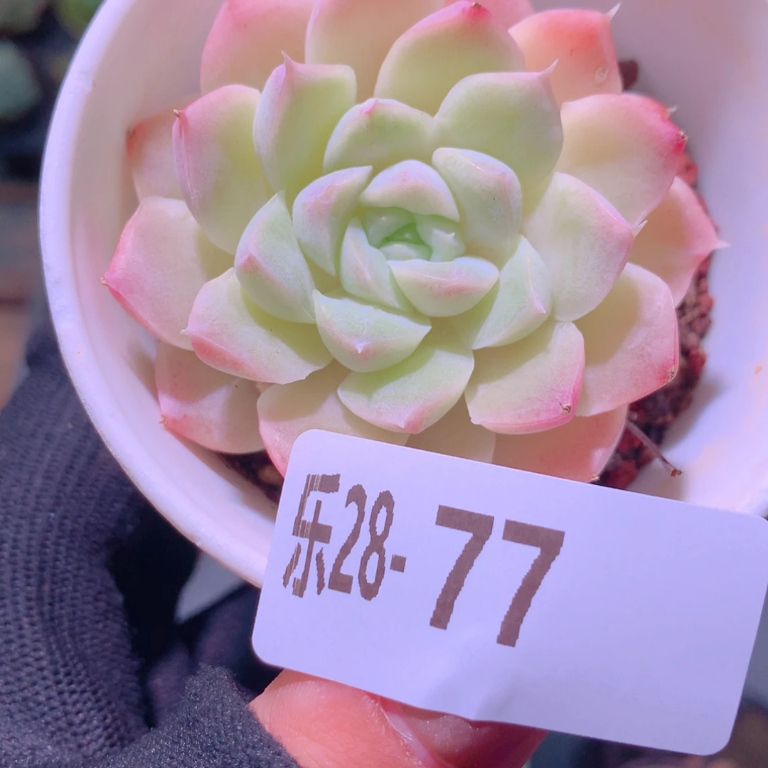 乐然28-77 新品单头