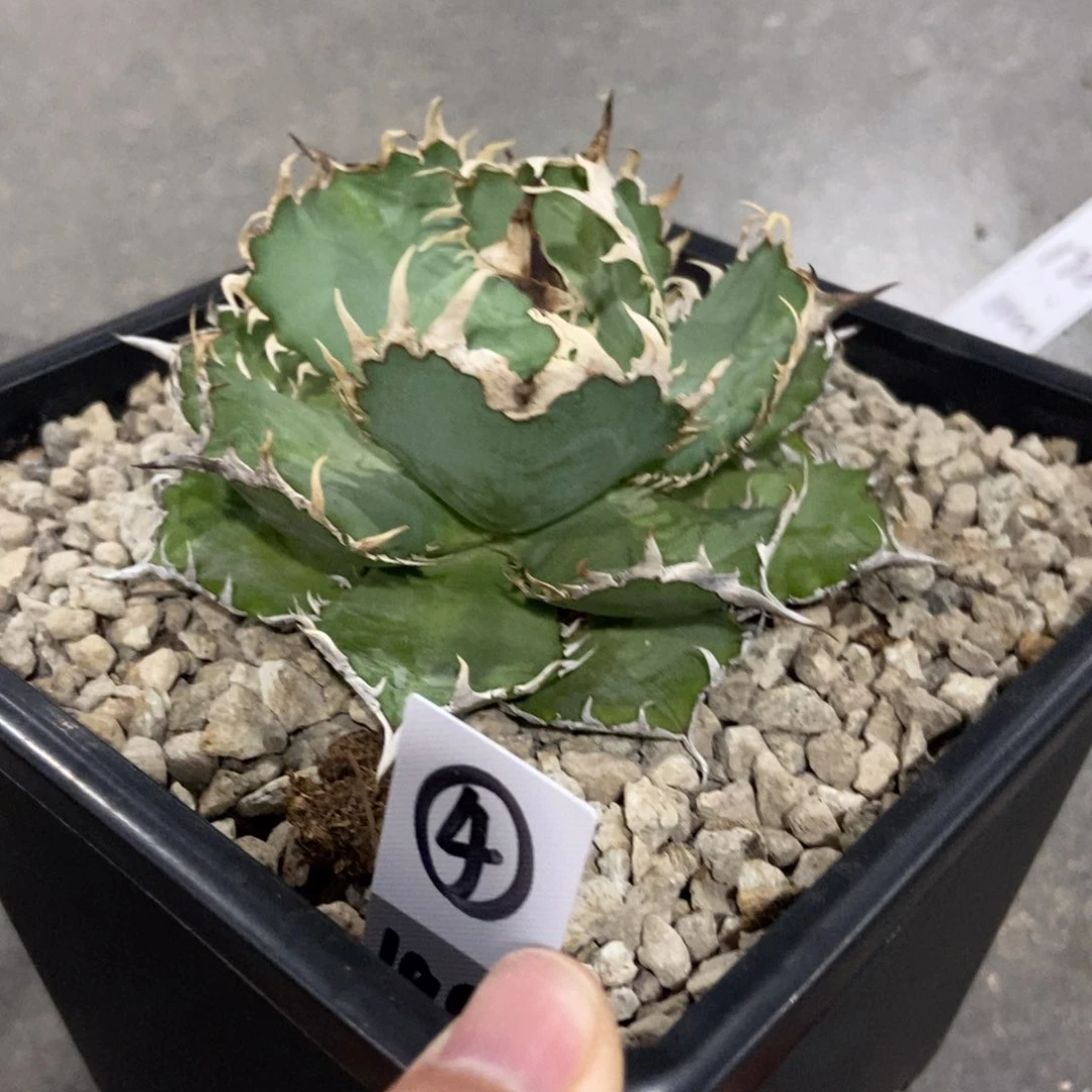 青***崖蕾丝啦啦啦啦啦啦啦啦