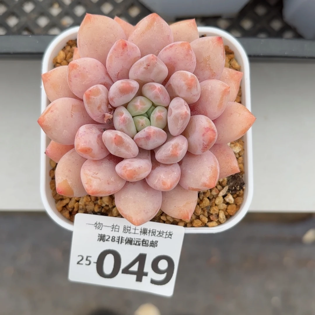 半夏单头多肉多肉