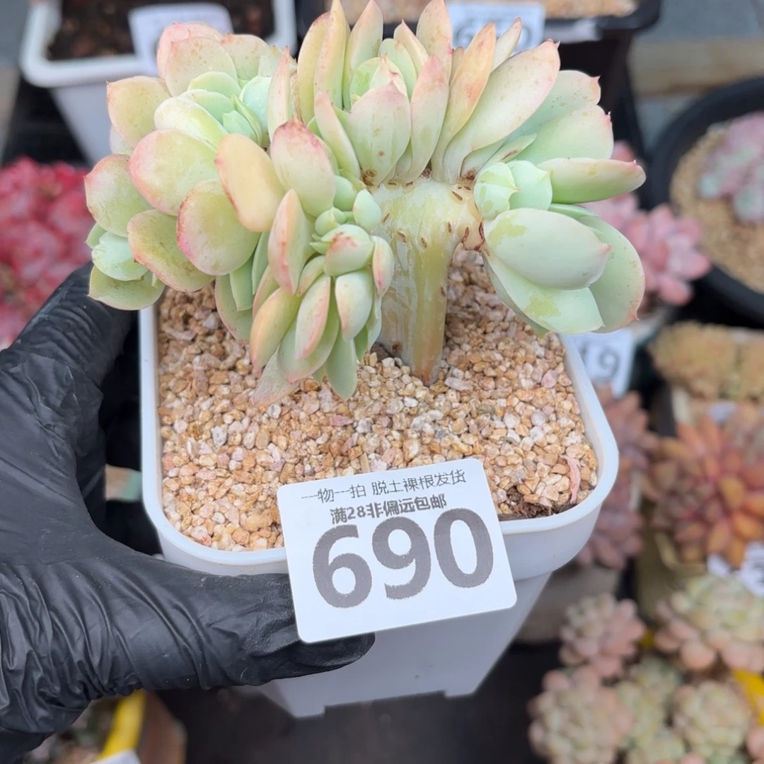 碧桃缀无盆土发货