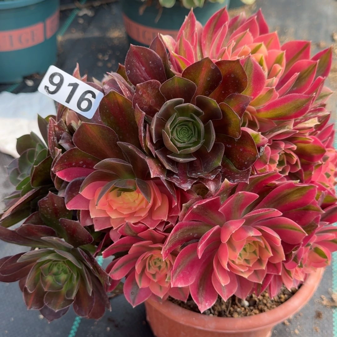 916女巫多肉植物中班