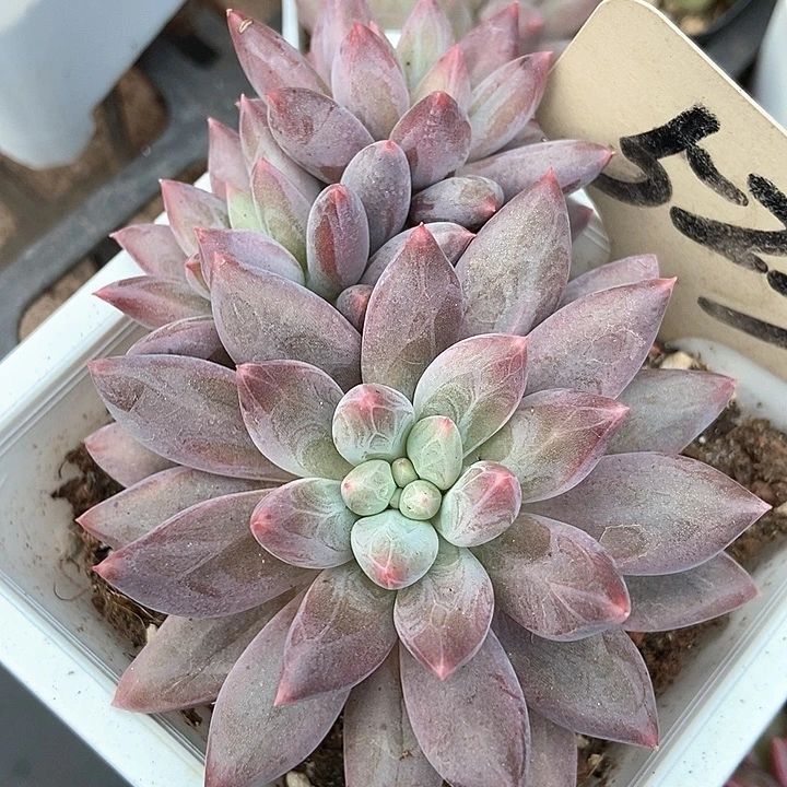多肉植物车厘子523多肉