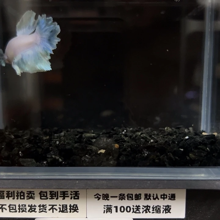 斗鱼竞拍跑单拉黑121