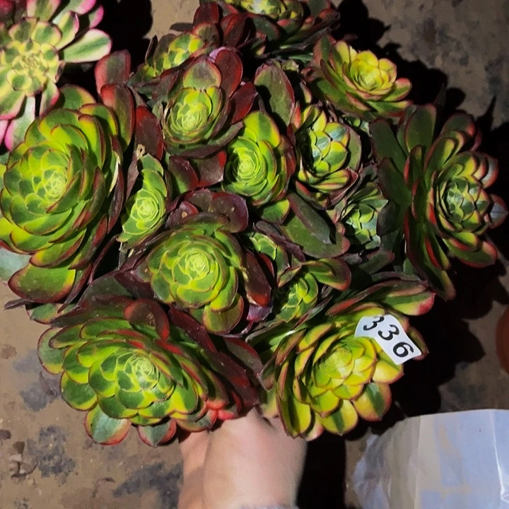 336奶白宽锦多肉植物处理不售后