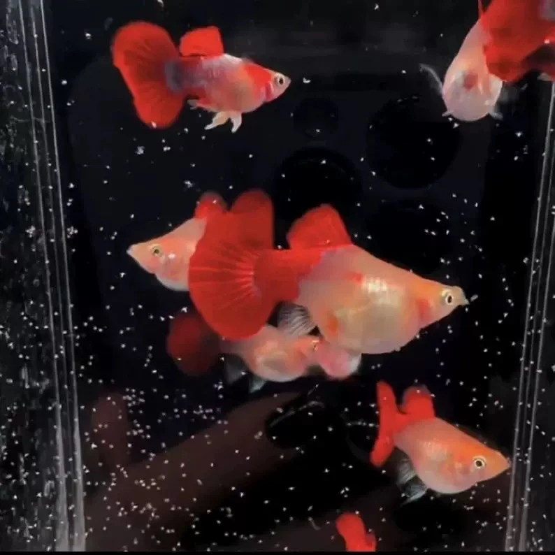 精品高端孔雀鱼球体鱼黄豹球体鱼小型鱼热带鱼观赏鱼热带观赏鱼