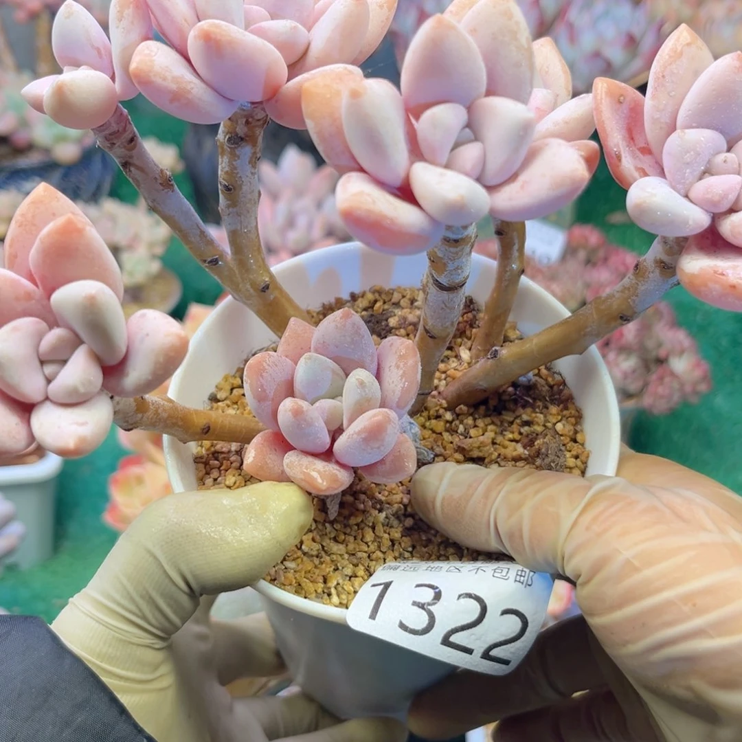 大1322/）d h d h c h h b