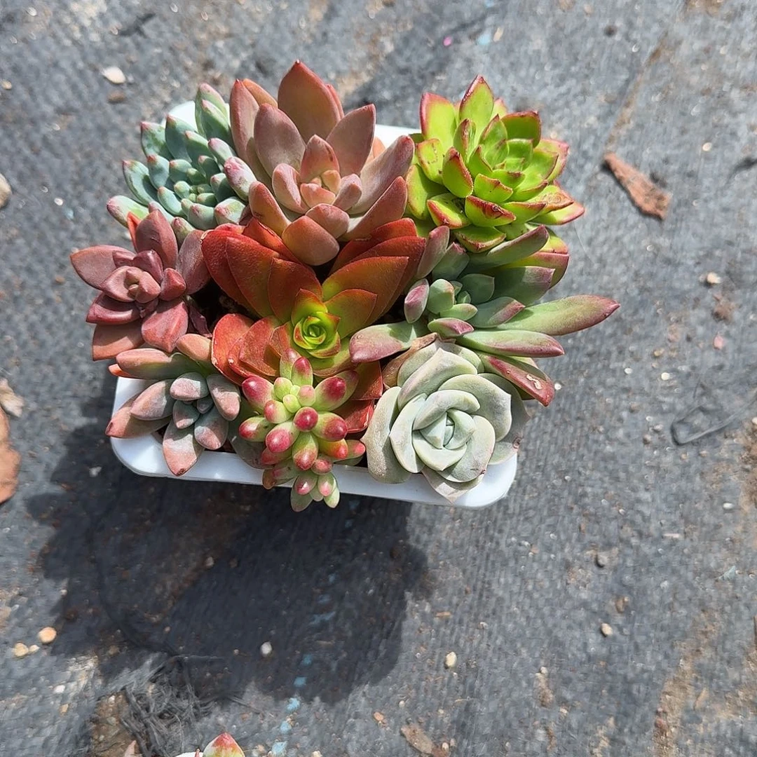 拼盘九棵多肉植物