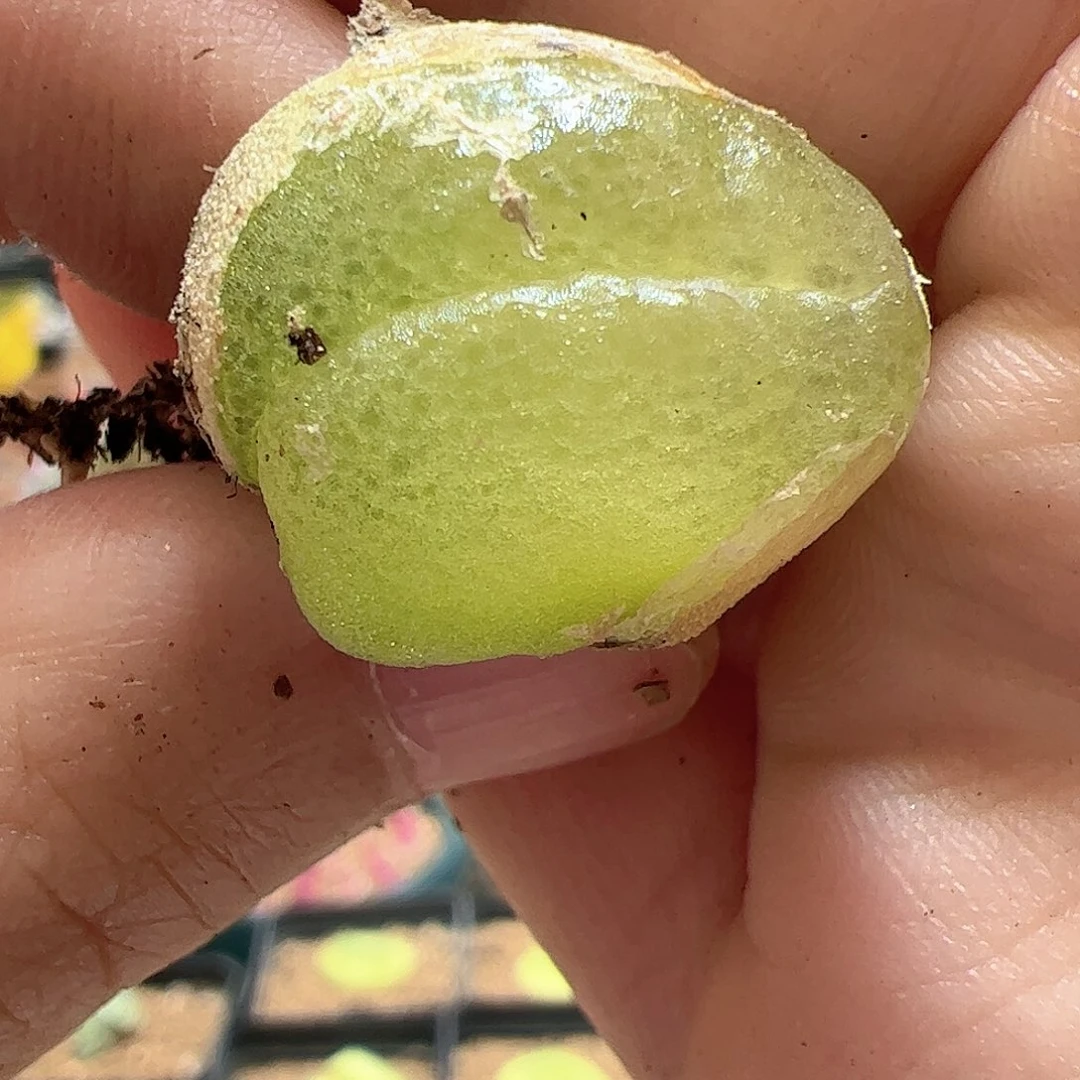 【闪购商品】26 灯泡缀