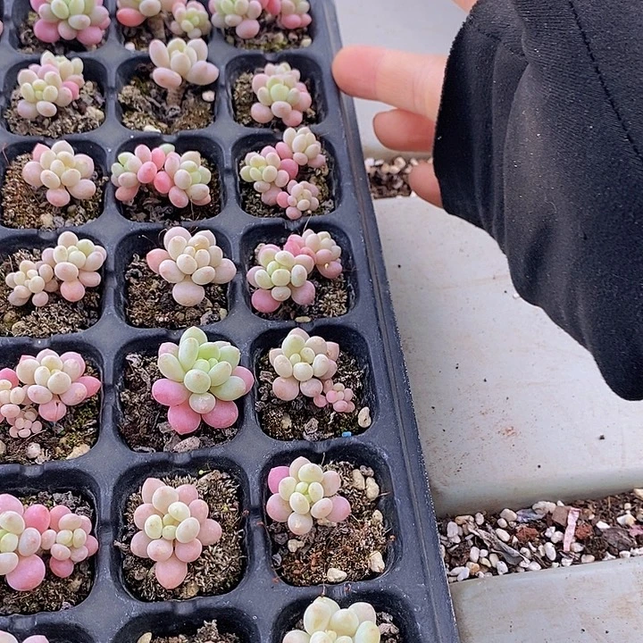 101 多肉植物盆栽花卉