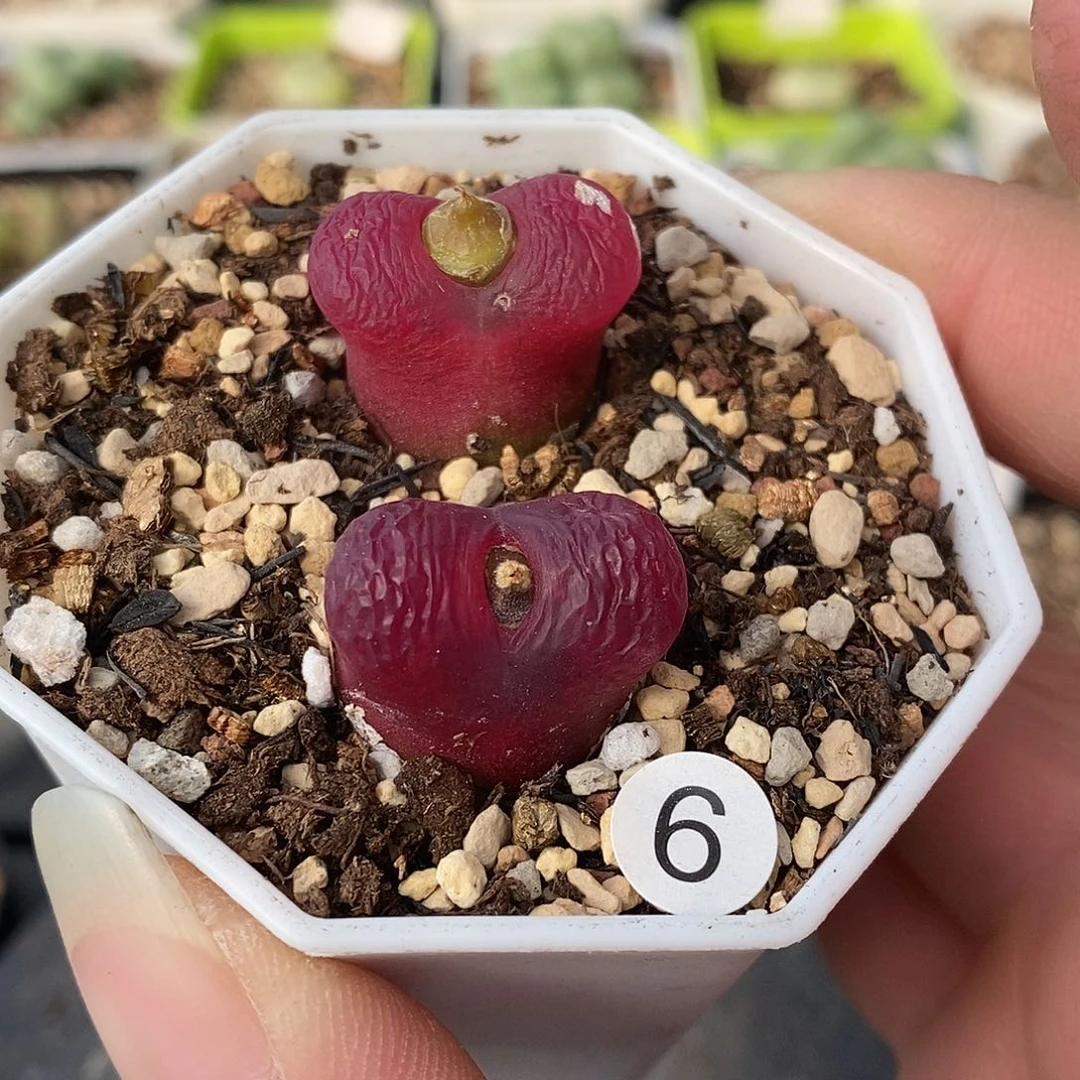 车厘子多肉植物2颗6号