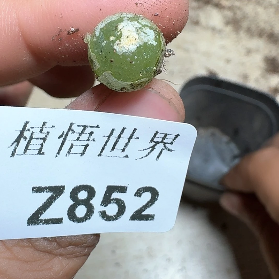 852号多肉植物哇fv