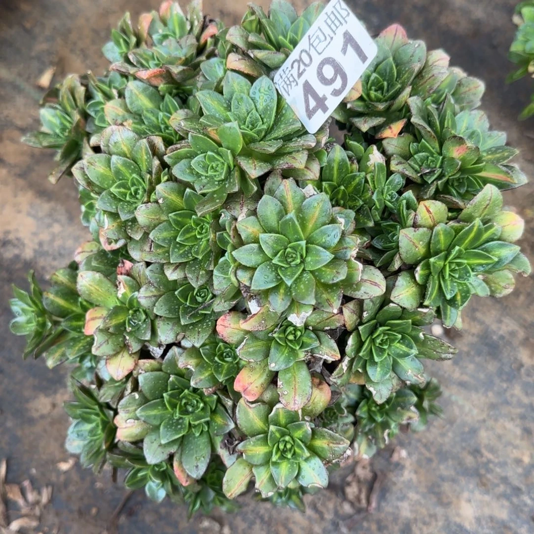 花茶491满20包邮断枝不包