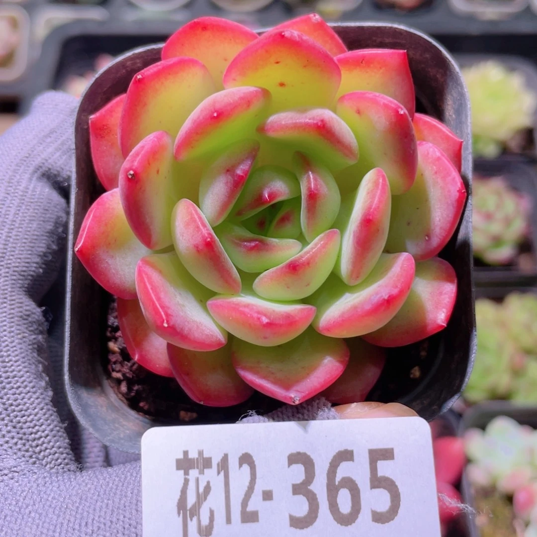 花利美12-365从林之舞