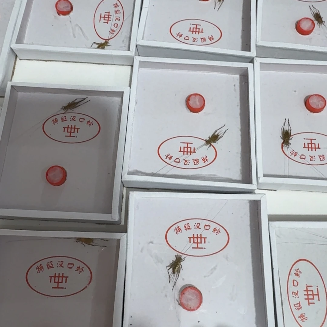 一只特级大黄龄好看