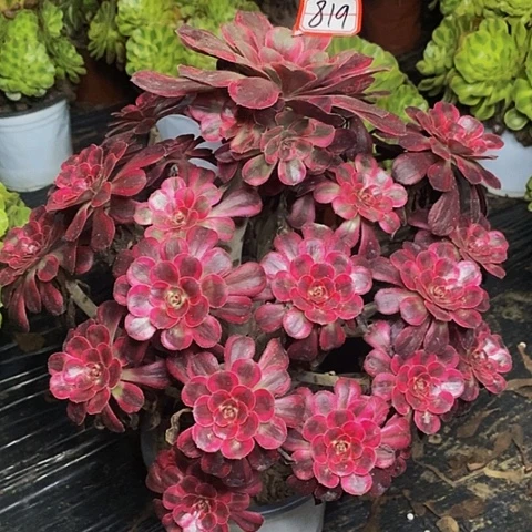 丽娜老桩捧花819号