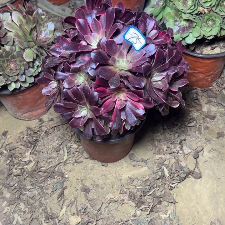 多肉植物金丝法师75