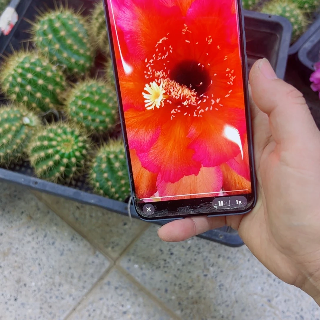 下55毛VR11 歪无根侧芽5公分左右20包邮