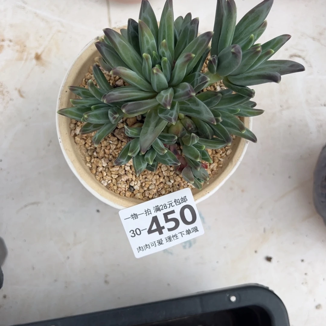 梵高美人多肉多肉多肉