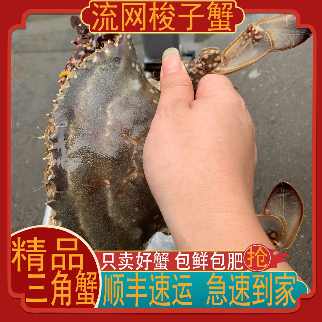 洞港阿俊【保鲜不保活】优选东海梭子蟹三角蟹小娘蟹梭子蟹3斤7-12只2~4两海鲜梭子蟹同城