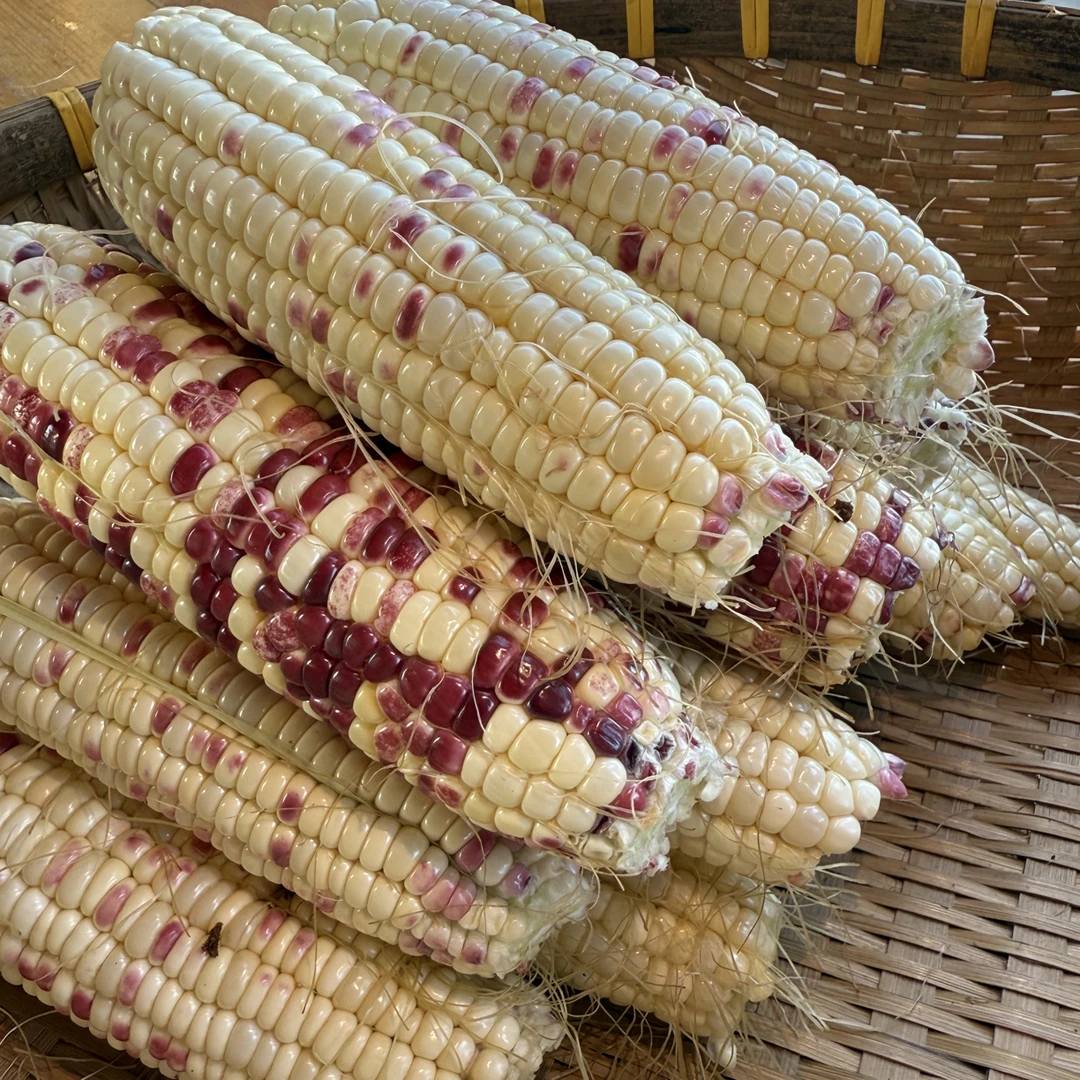 【助农家乡产品】带皮传统种植甜糯玉米（有小虫不做售后介意慎拍）