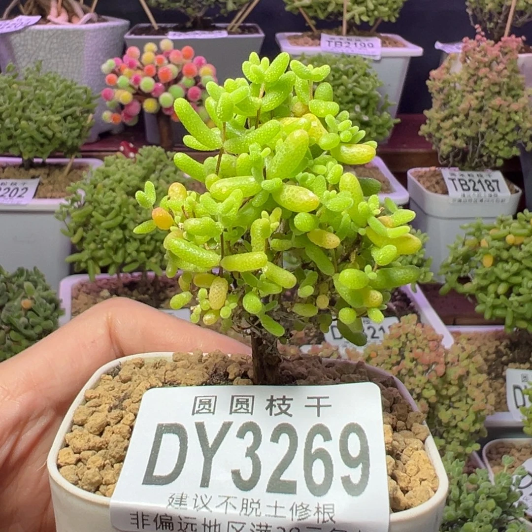3269蜜橘糖球一物一拍
