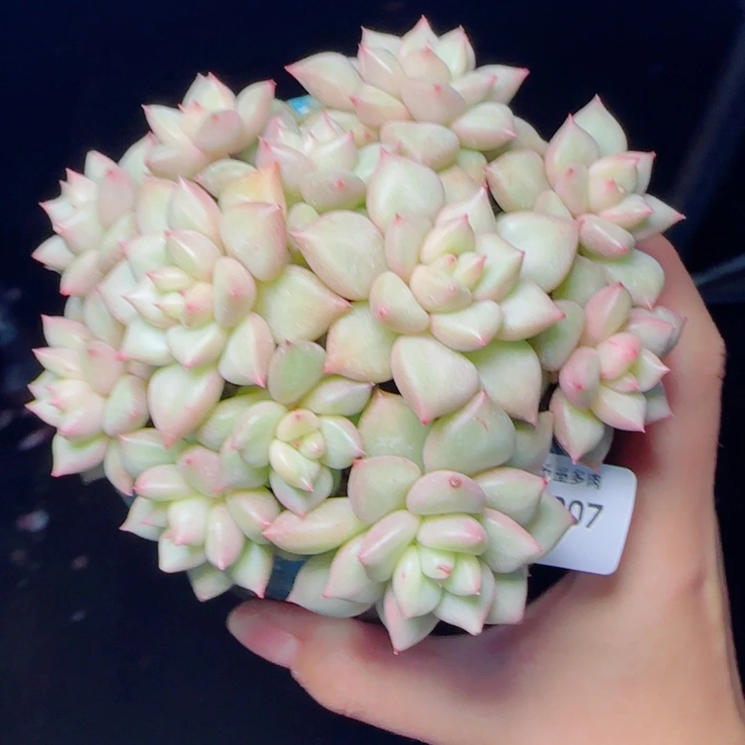 黄金象牙，7907多肉植物